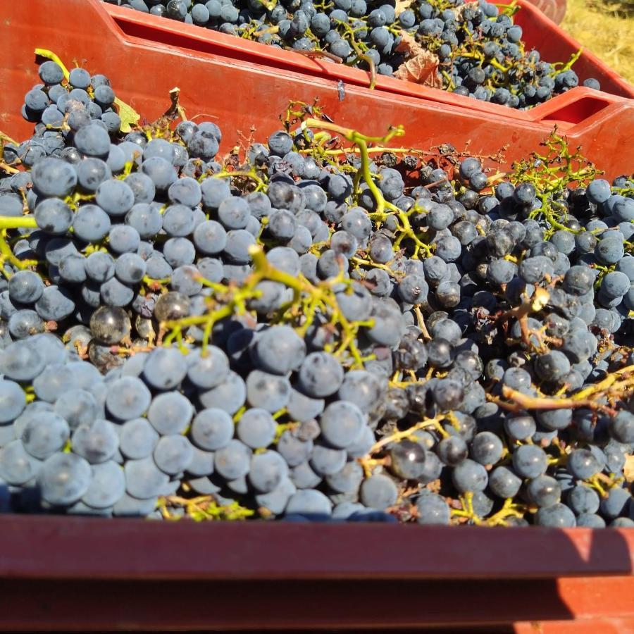 La Giribaldina Winery & Farmhouse Calamandrana Bagian luar foto