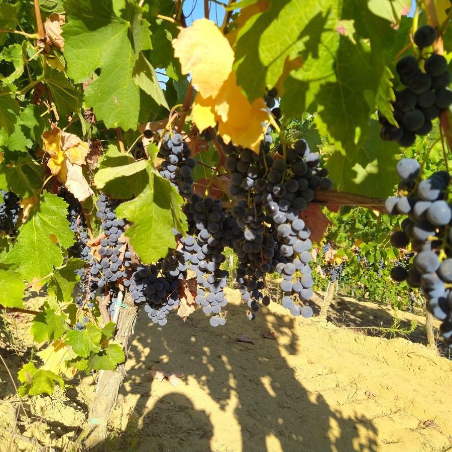 La Giribaldina Winery & Farmhouse Calamandrana Bagian luar foto