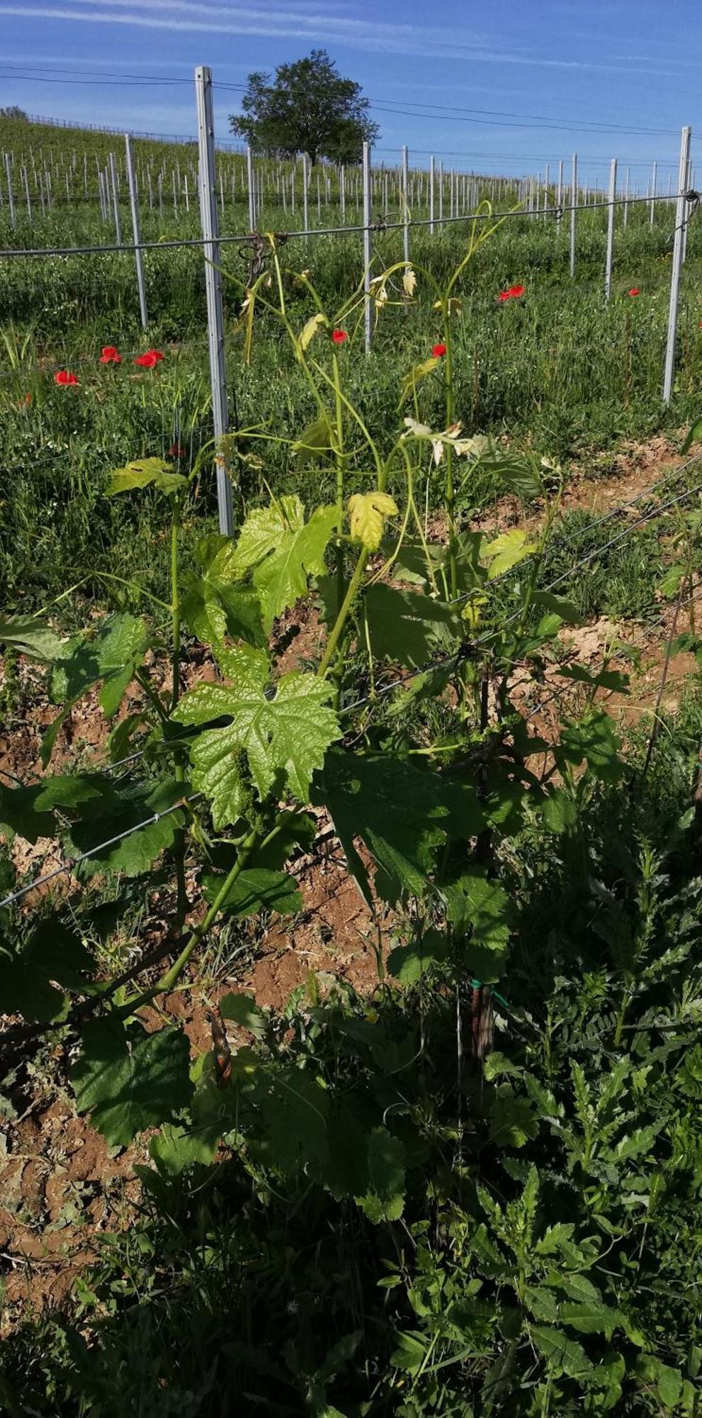 La Giribaldina Winery & Farmhouse Calamandrana Bagian luar foto